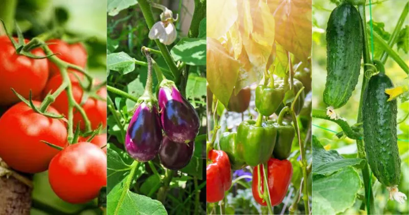 Morocco remains top EU greenhouse veg supplier despite Turkey