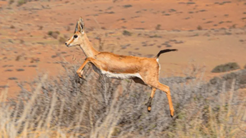 Maroc : retour des addax, gazelles et oryx après des décennies de déclin
