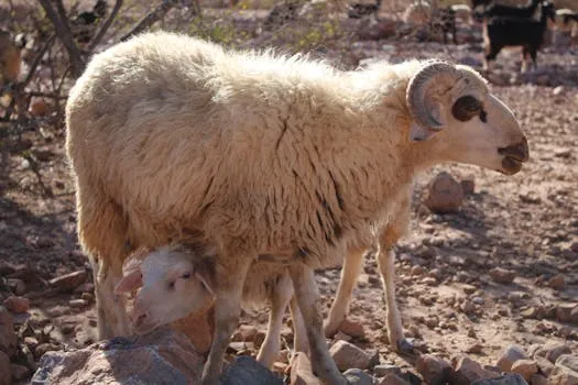 Morocco Signs Deal to Promote Bergui Sheep Breed