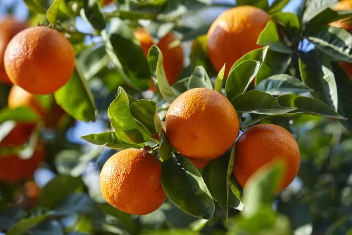 Morocco Strengthens UK Mandarin Market Position