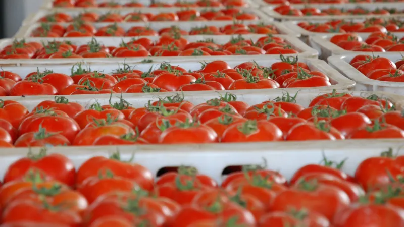 Morocco Supplies 70% of Spain's Tomato Imports