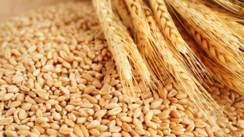 Morocco Suspends Wheat Import Tax Exemption