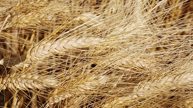 Le Maroc relance les aides à l'importation de blé face au déficit