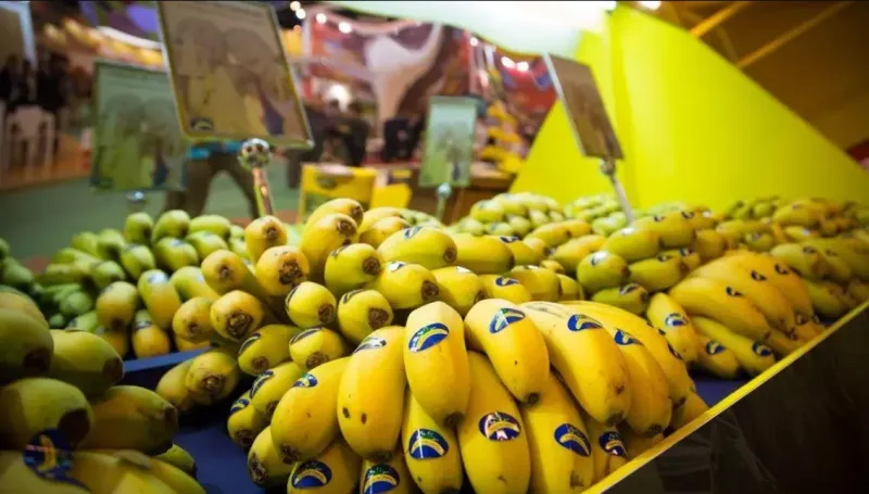 Morocco Top Destination for 3.6M kg of Surplus Canary Bananas