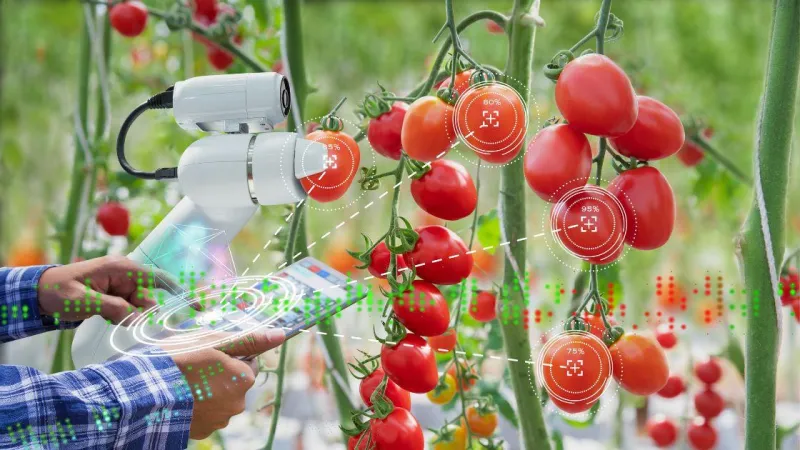 Morocco's Agri-Food Exports Hit $8.6B in 2025, Up 38%