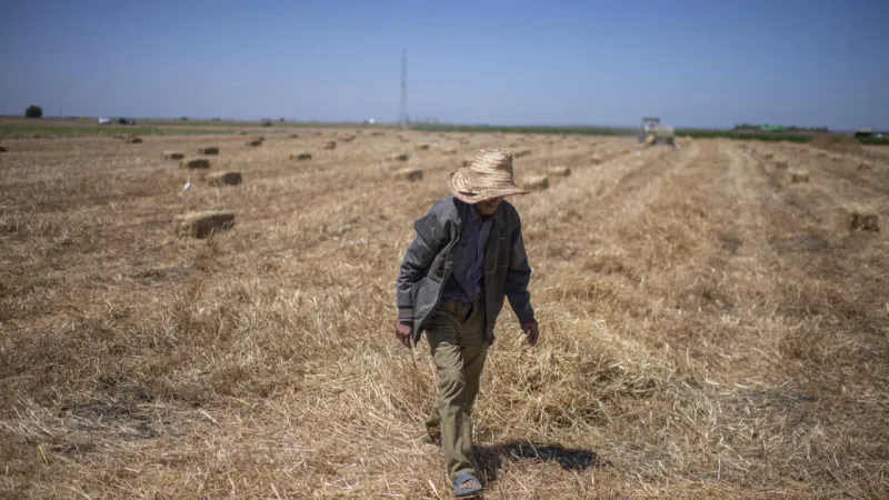 Morocco's Agriculture Rebounds After Years of Drought
