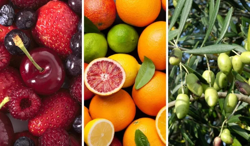 Morocco's Agriculture Rebounds with Berries, Citrus, Olives
