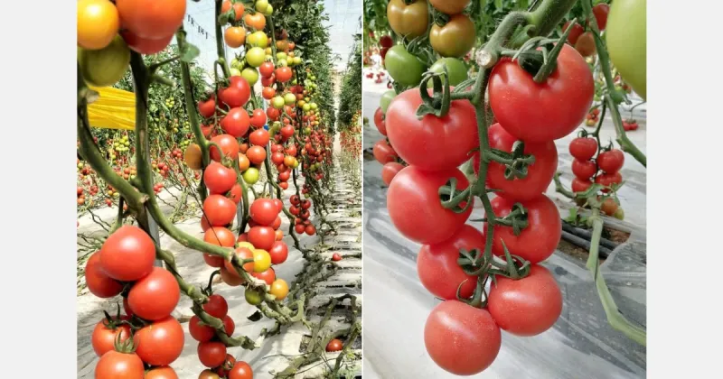 L'APEFEL (Maroc) dément l'arrêt des exportations de tomates vers l'Europe