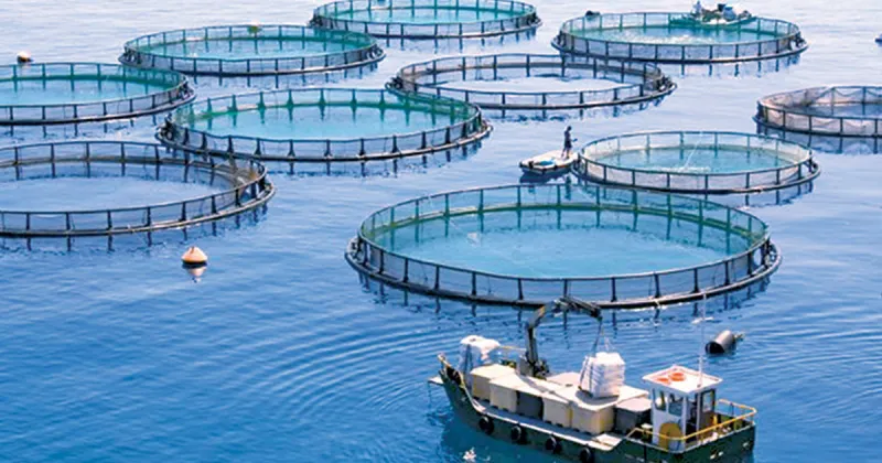 Morocco's Aquaculture Capacity Reaches 90,000 Tons
