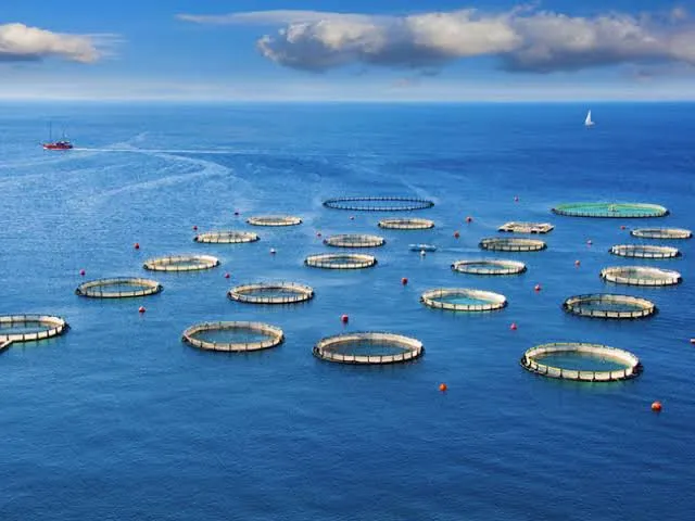 Morocco's Aquaculture Sector Could Attract $1.96B