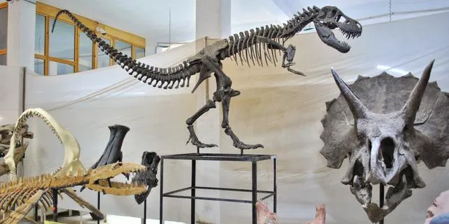 Au Maroc, le commerce lucratif des fossiles de dinosaures