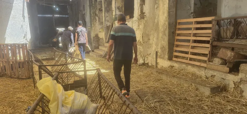 Morocco's Eid al-Adha Sheep Market: Supply vs. Demand