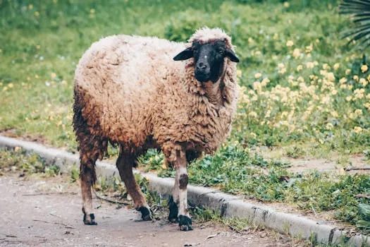 Morocco's Iconic Sheep Breeds for Eid Al-Adha