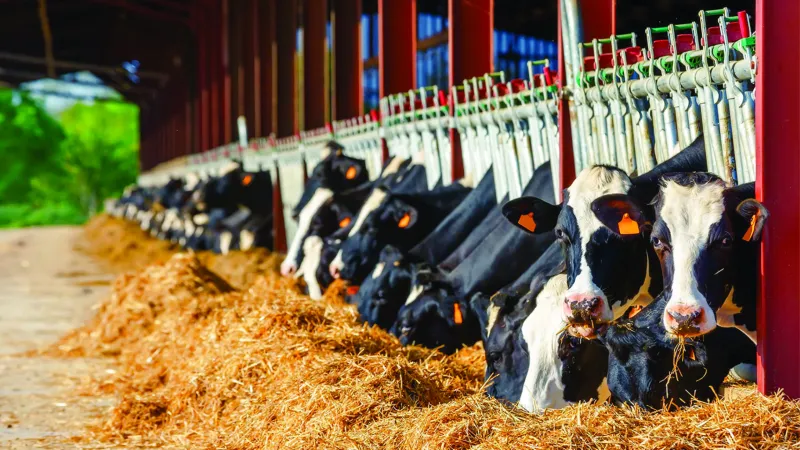 Morocco's Livestock: PMV, Crises, and Recovery