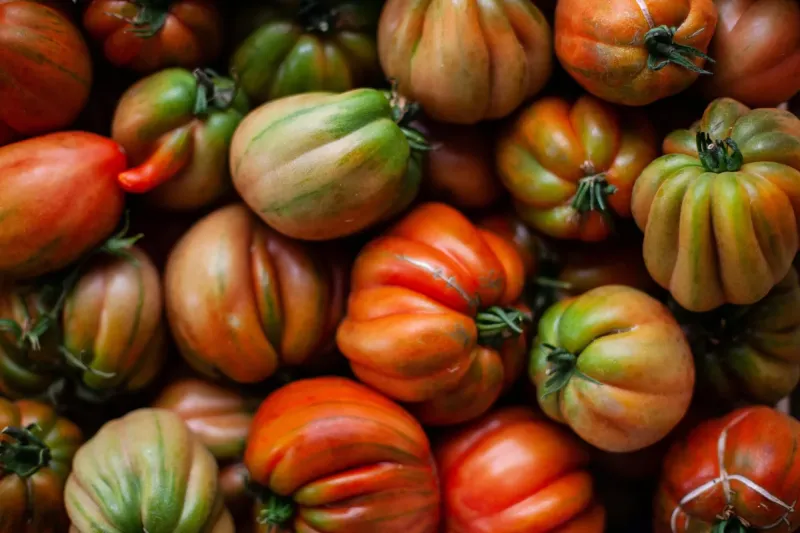 Le Maroc face au modèle mexicain de la tomate