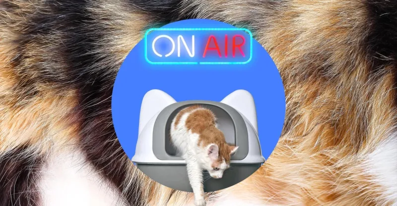 Un panneau néon à détection de mouvement perturbe les chats