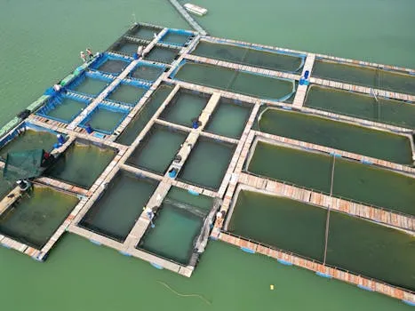 Museveni Announces National Fish Farming Plan to Boost Incomes