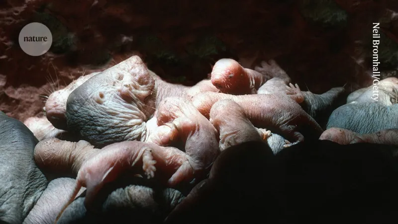 Naked mole-rat queen's urine blocks rival reproduction