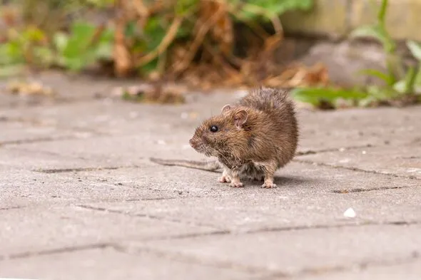 Natural kitchen staple may deter rats, but evidence is mixed