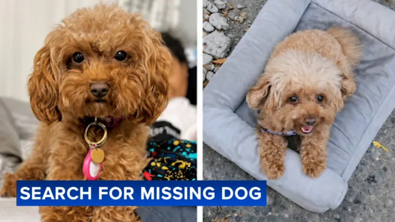 Navy medic searches for missing poodle after AirTag found