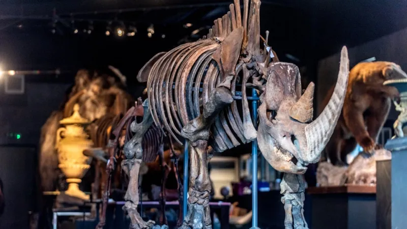 Neanderthals Used Rhino Teeth as Tools, Study Finds