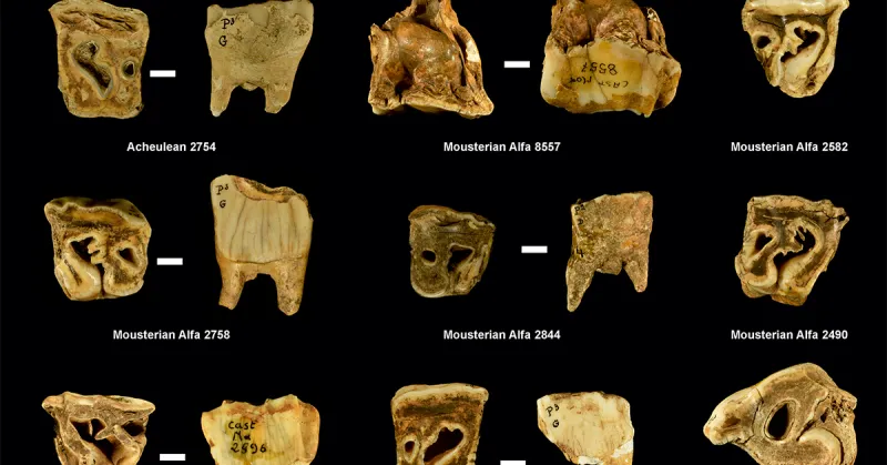 Neanderthals Used Rhino Teeth as Tools, Study Finds