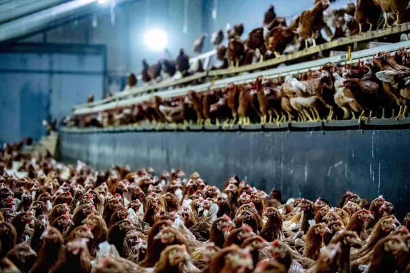 Netherlands to vaccinate chickens against bird flu
