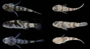 New bumblebee goby species discovered on Hengqin Island