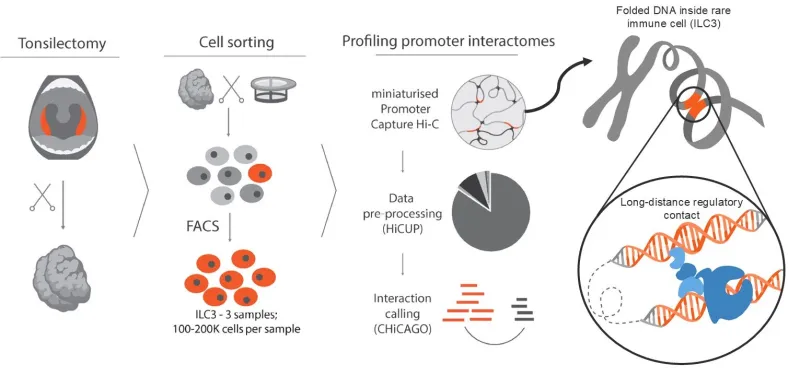 New method links rare immune cells to genetic disease risk