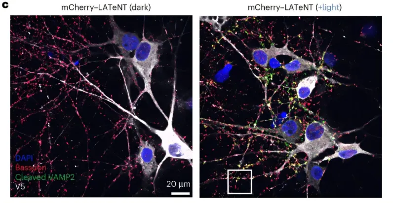 LATeNT : un outil optique pour contrôler les synapses