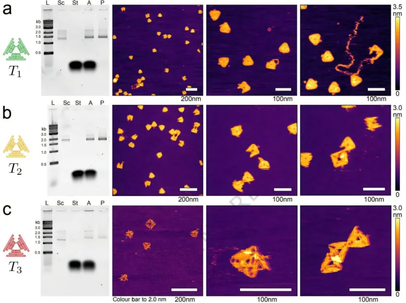 New Tool Enhances DNA Nanostructure Reliability