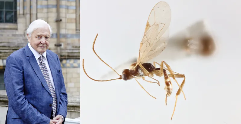 New Wasp Species Named After David Attenborough for His 100th Birthday