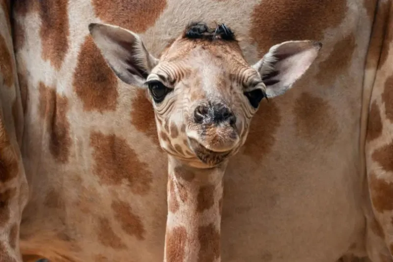 Newborn Giraffe Named for England Star Jude Bellingham
