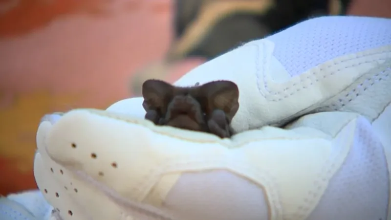 Nodaway County Health Department urges caution around bats with Rabies risk