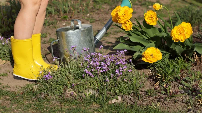 NZ Backyard Survey: Lawns Shrink, Northland Most Likely Nude