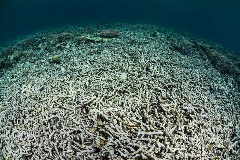 Acidification des océans : baisse du pH confirmée