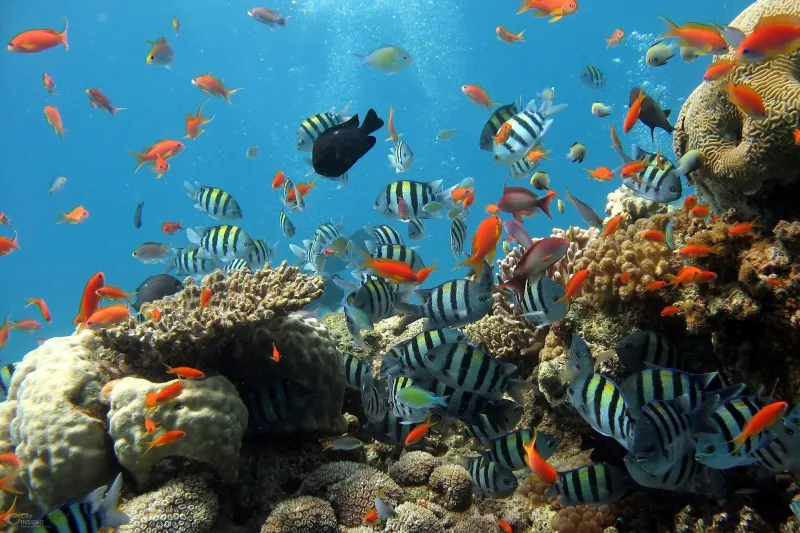 Ocean acidification reduces reef fish social groups