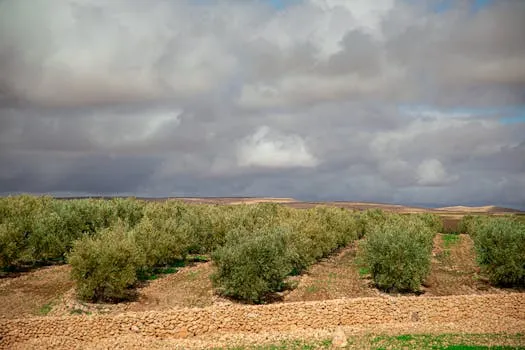 L'ODCO participera pour la première fois au Salon International de l'Agriculture