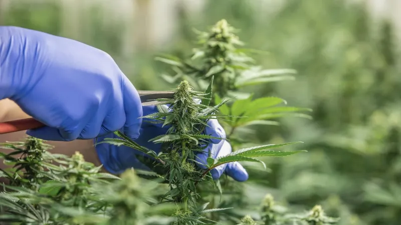 Ora Pharm acquires Helius, becomes NZ's largest medical cannabis firm