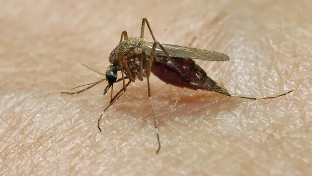 Moustiques d'Ottawa positifs au virus du Nil occidental