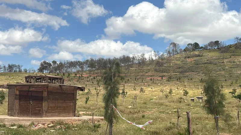 Oujda's Sidi Maafa Forest Gets Major Rehabilitation
