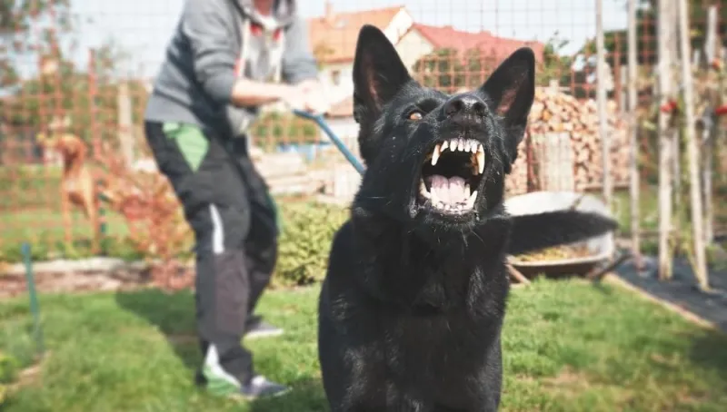 Owning Dangerous Dogs: Legal, Social, Moral Responsibility