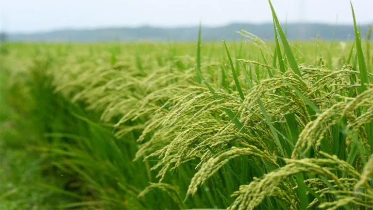 Paddy output hits 2.6m tonnes, boosting food security