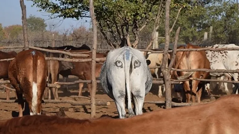 Painting Eyes on Cow Butts Deters Lion Attacks in Botswana