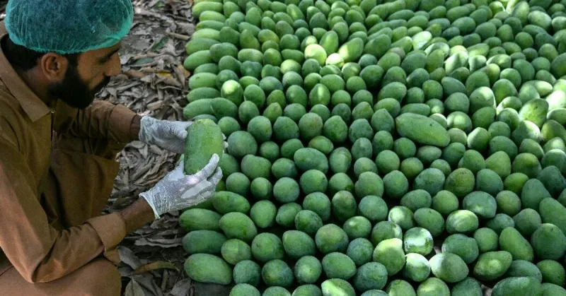 Pakistan Mango Exports Drop Due to Middle East Conflict