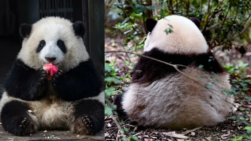 Panda Queue: 3-Hour Wait for 3-Minute View