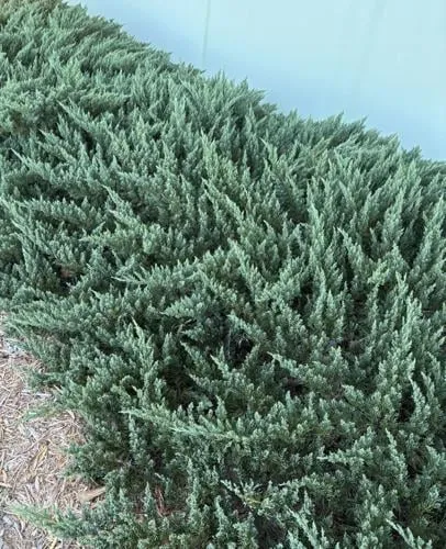 Parson's Juniper: Prickly Yet Valuable Landscape Plant