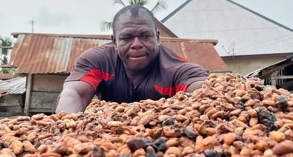 PBC Secures GH₵30M Facility for Cocoa Farmer Payments