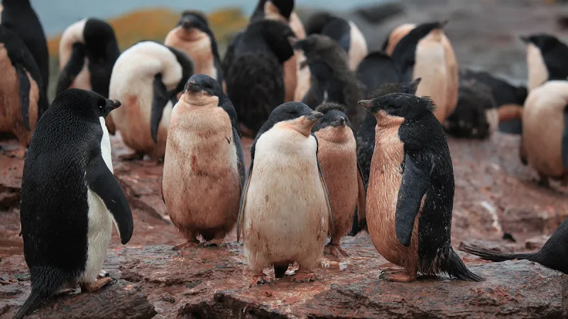 Les excréments de pingouins vus de l'espace suivent les changements en Antarctique