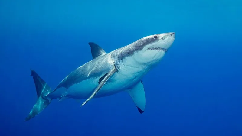 Perth Beach Shark Attack Kills Father of Three